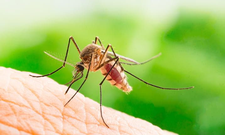 Having a good repellent is essential