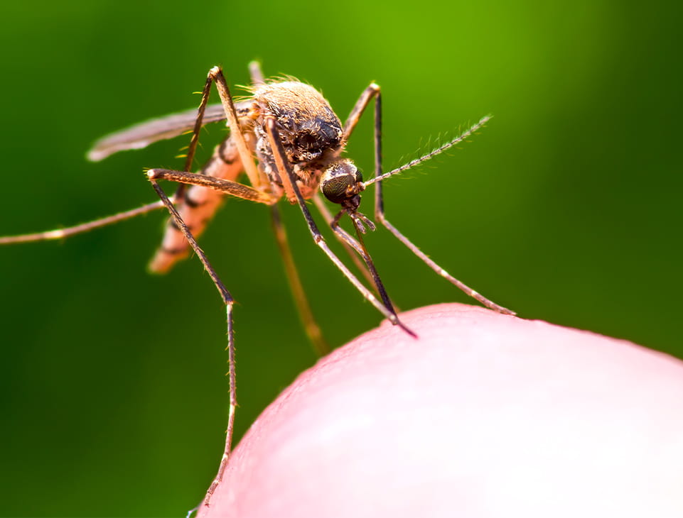 Sobre mosquitos